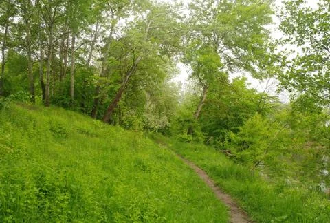 Spring green forest Stock Photos