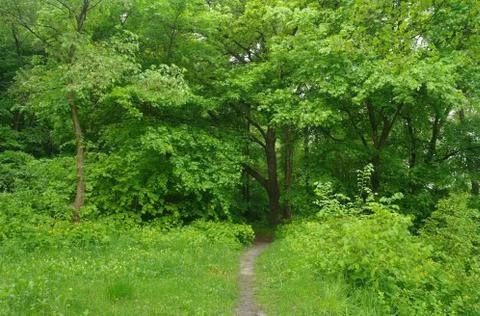 Spring green forest Stock Photos