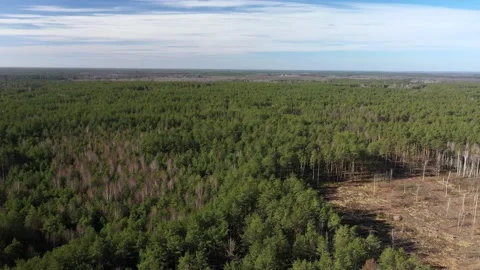 Spring green forest of pines in the sun Stock Footage 127155634