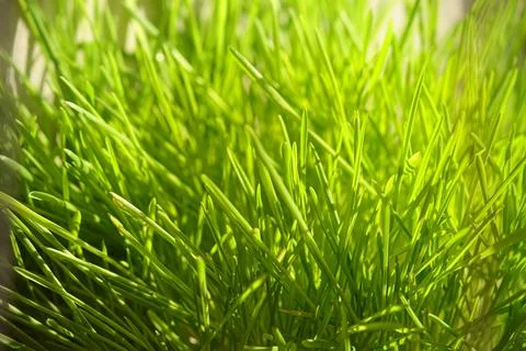 Spring green freshness. Blurred background Stock Photos