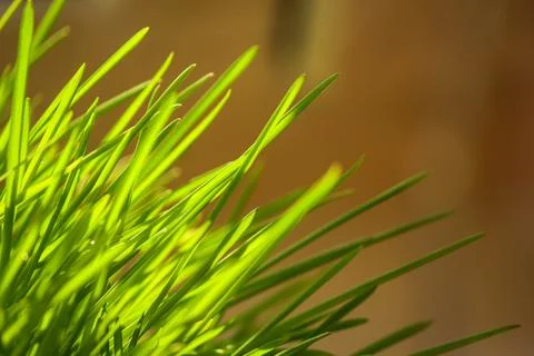 Spring green freshness. Blurred background Stock Photos