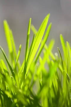 Spring green freshness. Blurred background Stock Photos