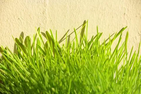 Spring green freshness. Blurred background Stock Photos