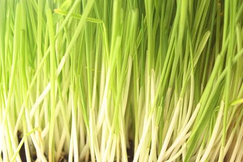 Spring green freshness. Blurred background Stock Photos
