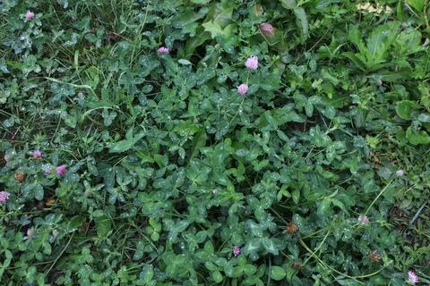 Spring green grass after rain. Drops of dew are visible on the leaves Stock Photos