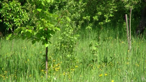 Spring green grass and small tree, light wid Stock Footage 254952285