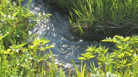 Spring. A green grass and a stream. Видео 855208