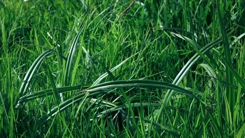 Spring green grass background Stock Footage 309794875