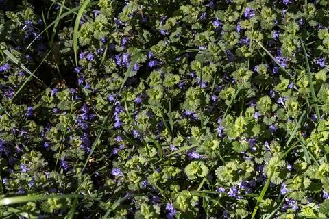 Spring green grass with blue flowers in the meadow. Poland Stock Photos