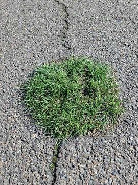 Spring green grass breaks through the asphalt on the road 写真素材