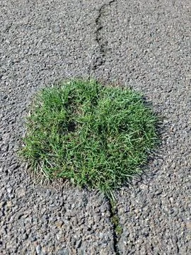 Spring green grass breaks through the asphalt 写真素材