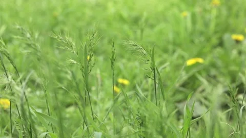 Spring green grass close up Stock Footage 239792704