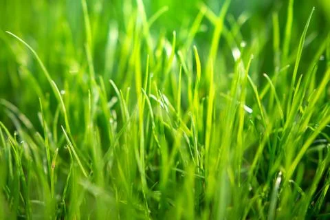Spring green grass with dew drops in morning sunlight. nature background Stock Photos