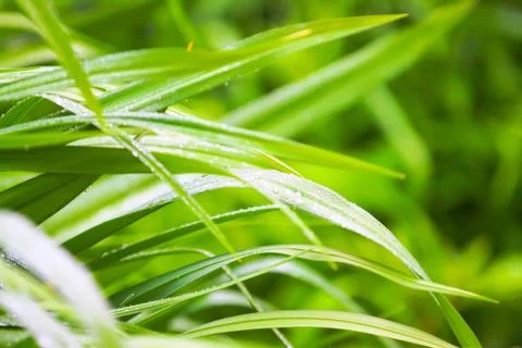 Spring green grass with dew Stock Photos