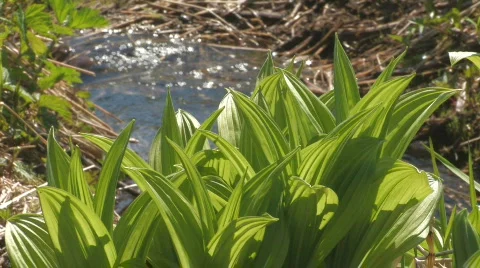 Spring, green grass. 動画素材 707198