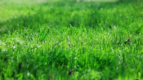 Spring green grass Video stock 50911640