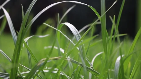 Spring Green Grass Stock Footage 88124001