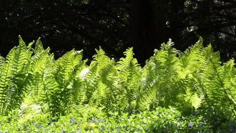 SPRING GREEN GRASS Stock-Footage 194022038