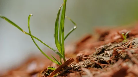 Spring green grass grows on the ground micro shot Stock Footage 108173680
