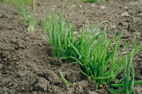 Spring green grass grows from the ground Foto stock