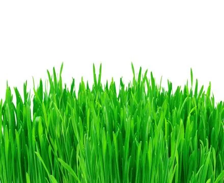 Spring green grass isolated on white background Foto stock