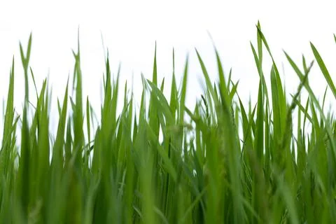Spring green grass isolated on white background Stock Photos
