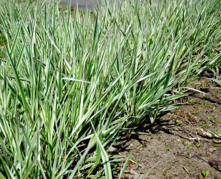 Spring green grass Stock Photos