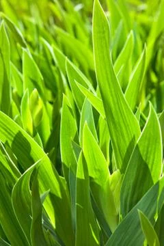 Spring green grass Stock Photos