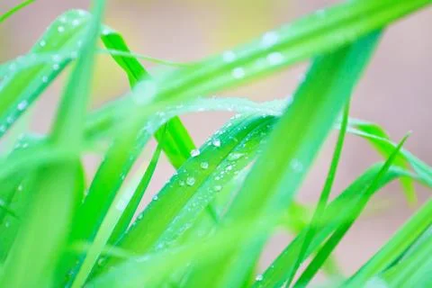 Spring green grass Stock Photos