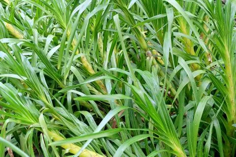 Spring Green Grass Stock Photos