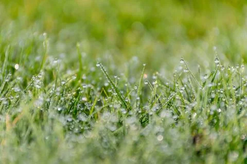 Spring green grass with raindrops Stock Photos