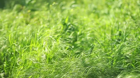 Spring green grass shaking from the wind on a sunny summer day closeup Stock Footage 263339369
