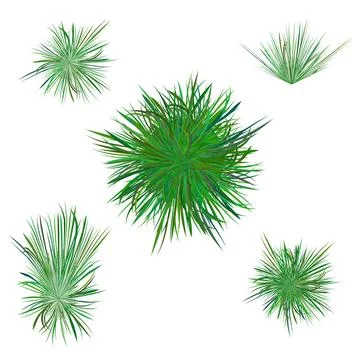 Spring Green Grass Spring Green Grass Isolated on White Background Copyrig... Stock Photos