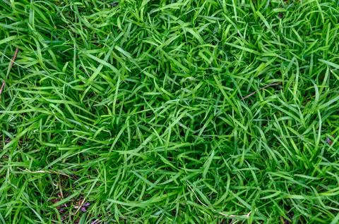 Spring green grass texture with sunlight and depth Stock-Fotos