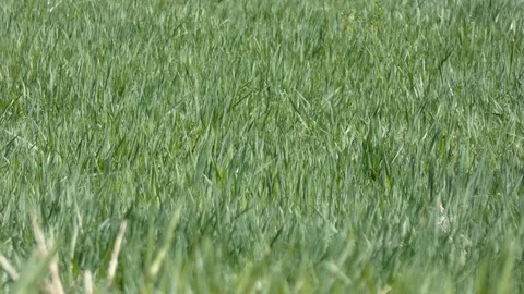Spring Green Grass In the Wind Stock Footage 94703583
