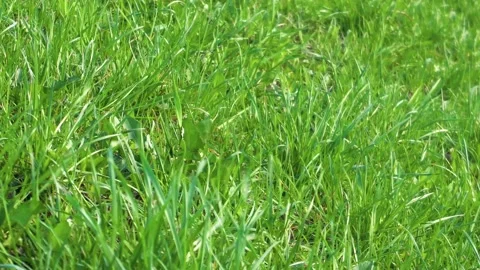 Spring green grass in the wind Stock Footage 151434303