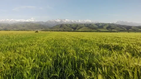 Spring green landscape Stock Footage 148141504