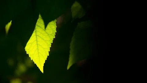 Spring Green Leaf among Blurred Dark Background Stock Photos