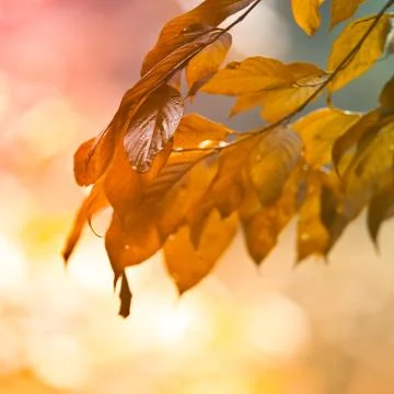 Spring green leaf background Stock Photos