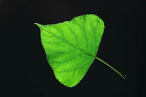 Spring green leaf on a dark background with copy space. Natural background... Stock Photos
