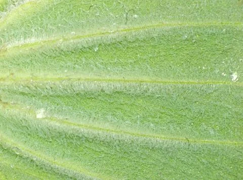 Spring green leaf Stock Photos