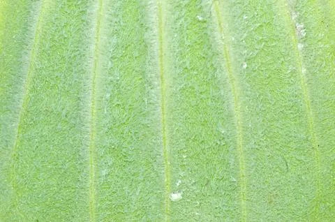 Spring green leaf Foto stock