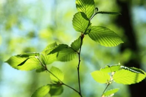 Spring green leaves background. Stock Photos