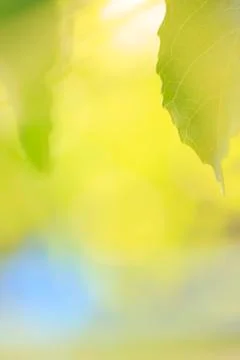 Spring green leaves border Foto stock