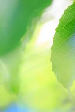 Spring green leaves border Stock Photos