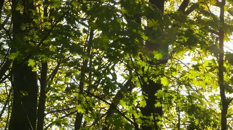 Spring green leaves. Stock Footage 49799382