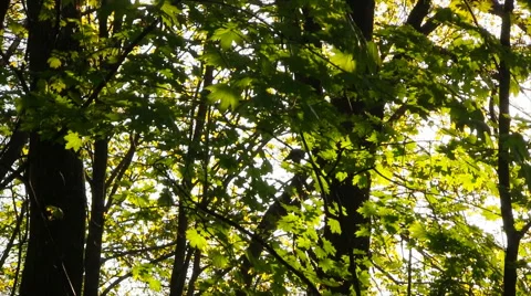 Spring green leaves. Stock Footage 49799536