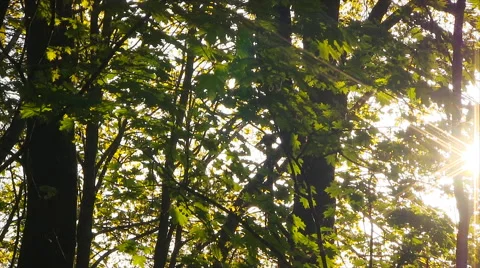 Spring green leaves. Stock Footage 49800688