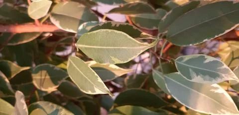Spring green leaves Stock Photos