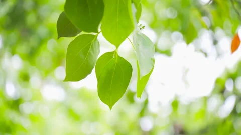 Spring Green Leaves Swaying Gently in Sunlight Serene Nature Background Stock Footage 342223530